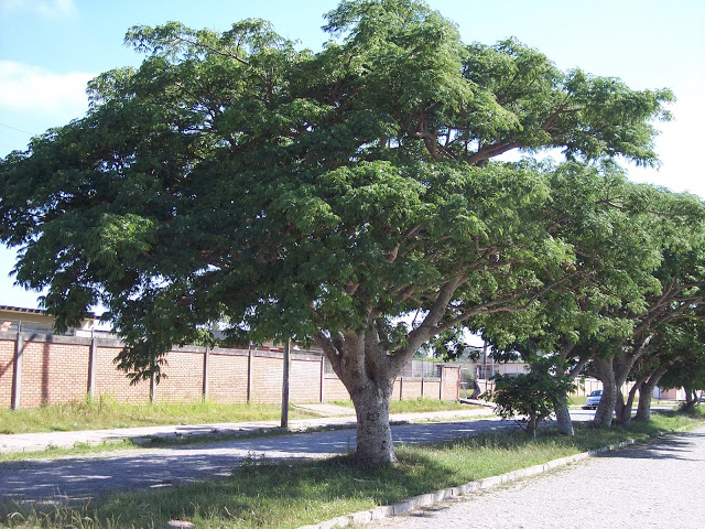 Árvore Aroeira