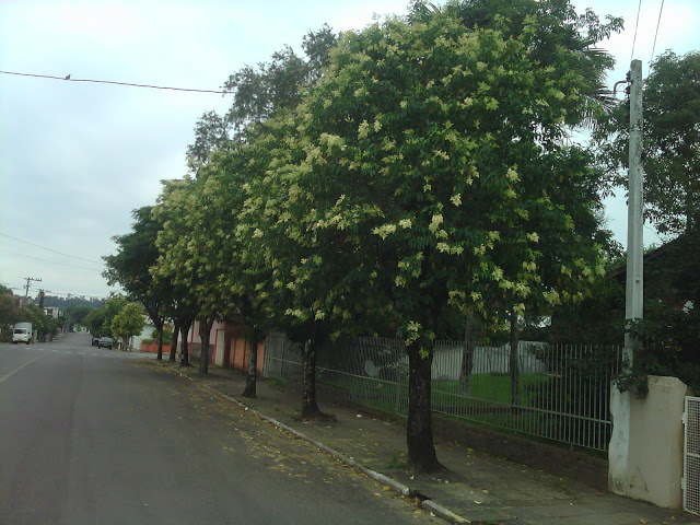 Árvore Alfeneiro