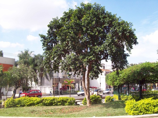 Árvore Cambuci